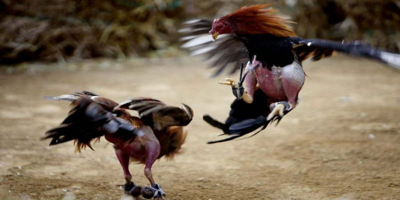 Đá gà SV388 tại nhà cái MCW77_Kèo thơm hôm nay đừng bỏ lỡ